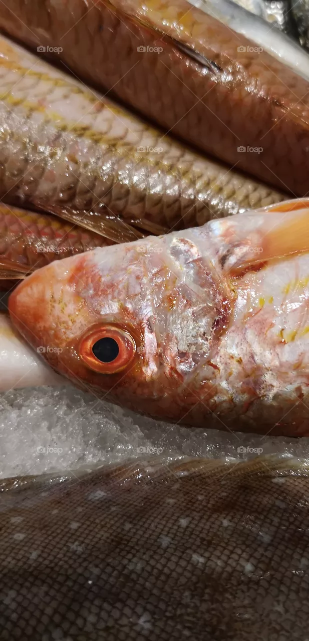 Fish eyes