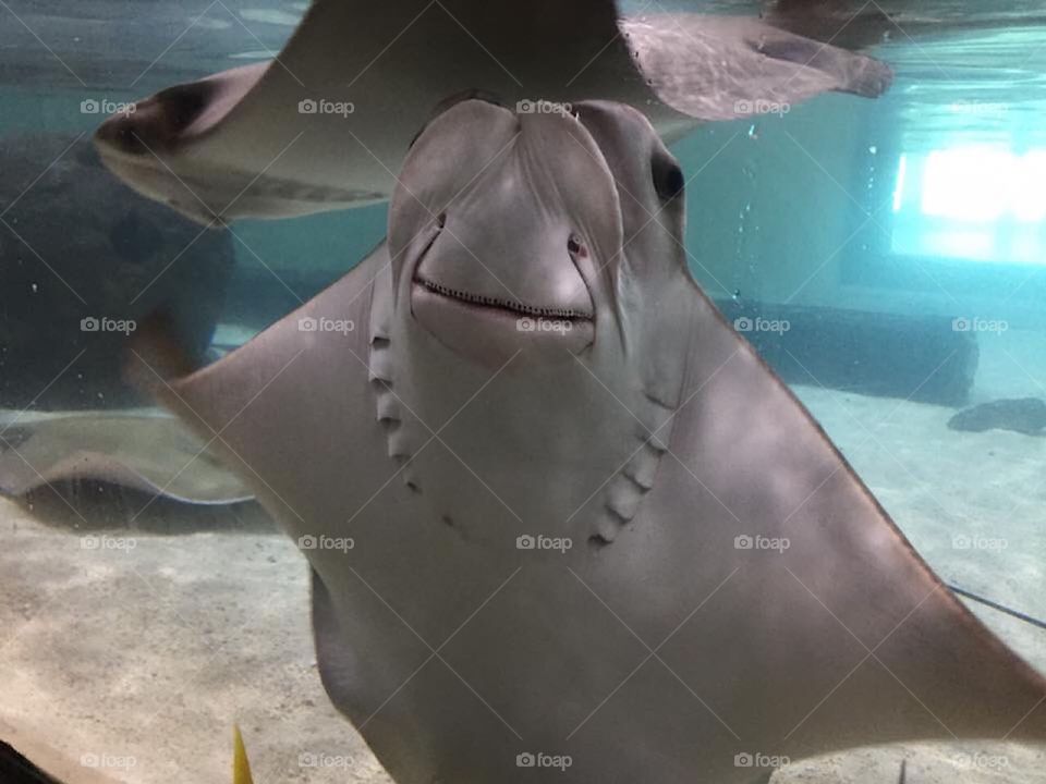 Smiling stingray looking through the glass at an aquarium 