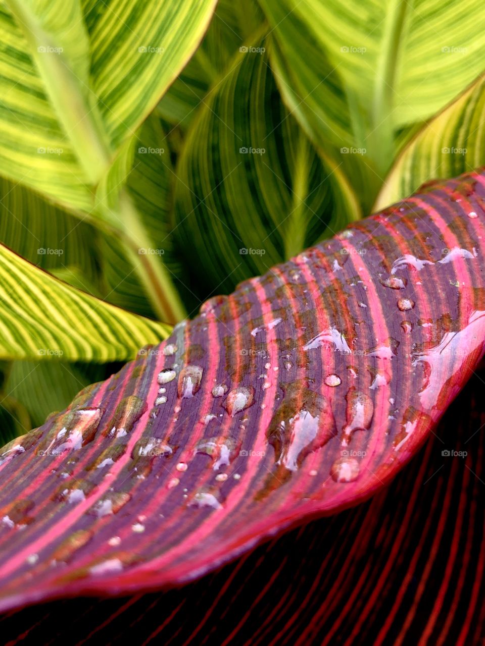 Colorful foliage and raindrops 