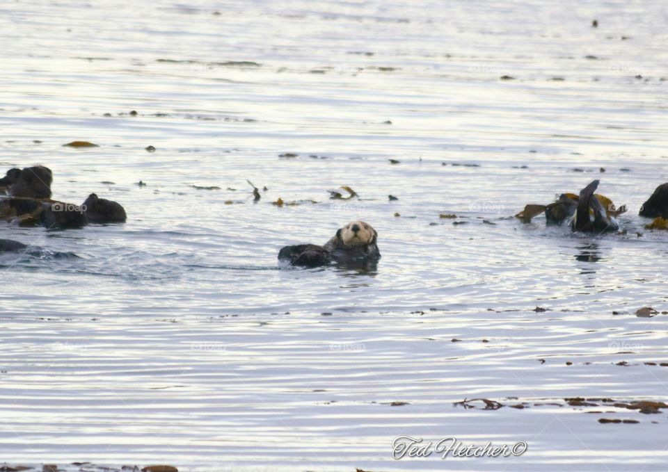 Sea Otter