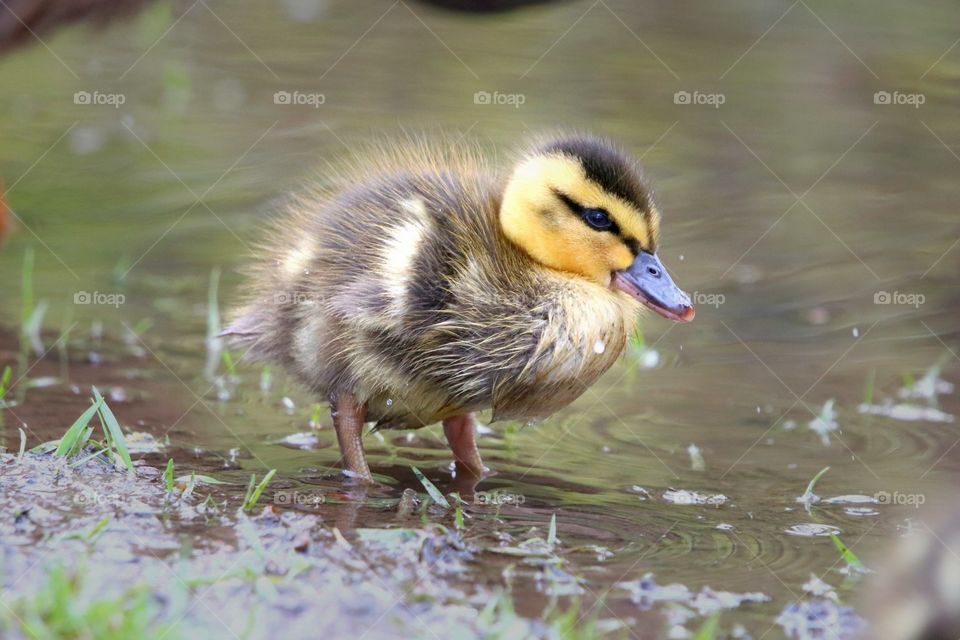 A beautiful little bird