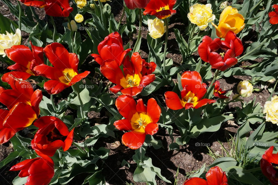 Glorious Tulips. Spring Blooms