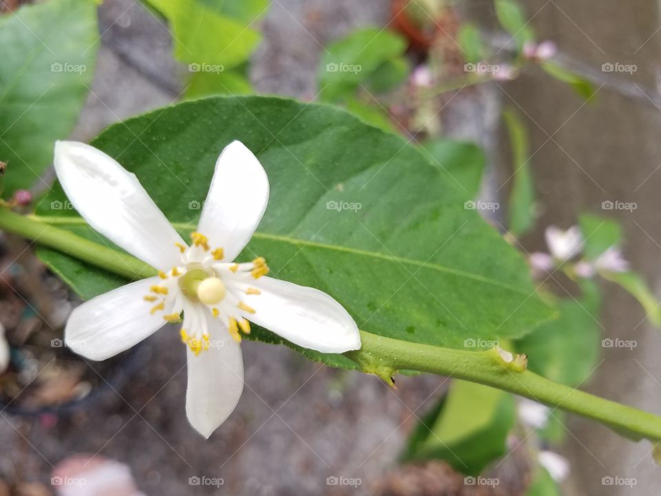Open Bloom on the Lemon Tree