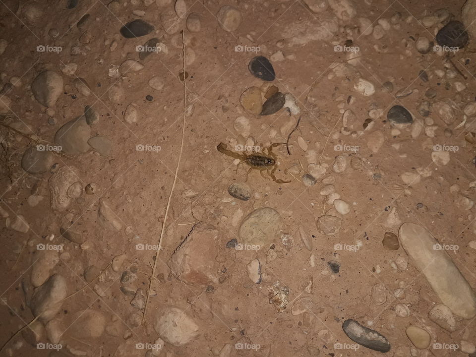 small scorpion i have ever seen