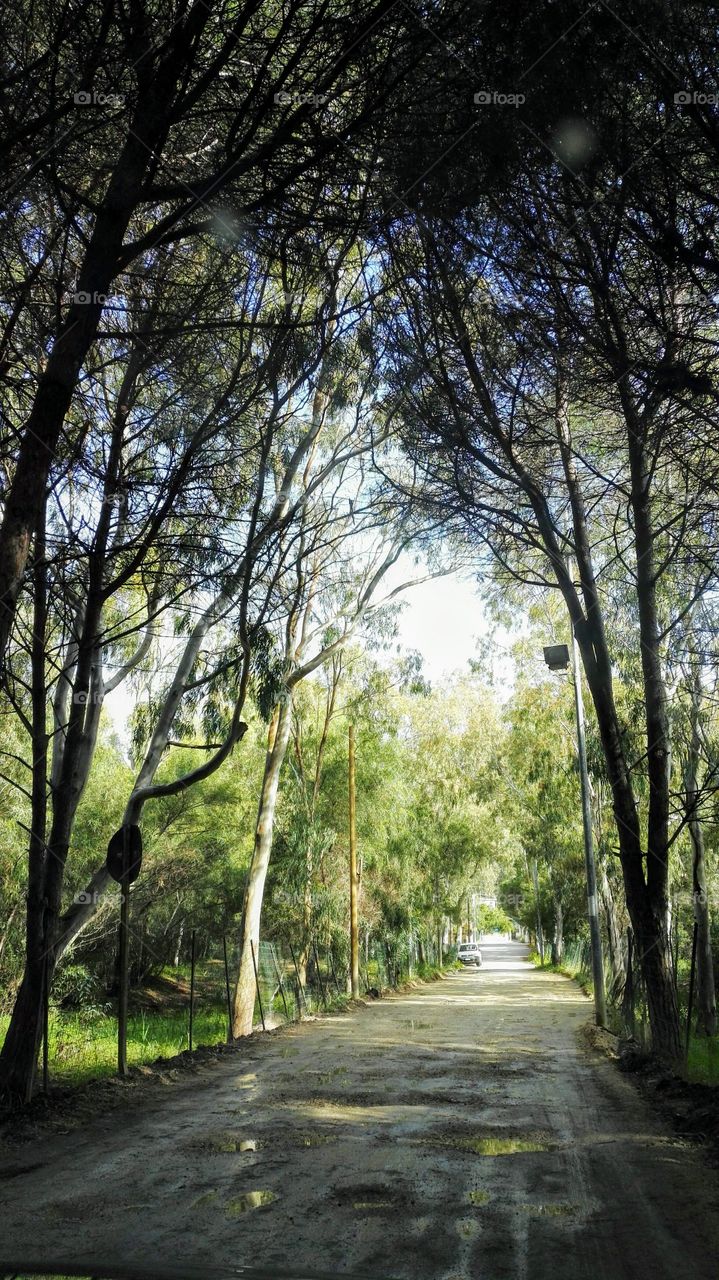 pineta di Eraclea Minoa