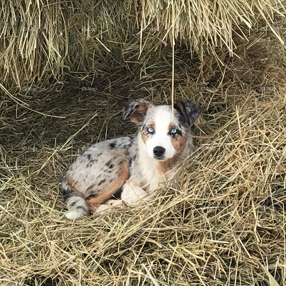 Snuggled in the haystack 😊