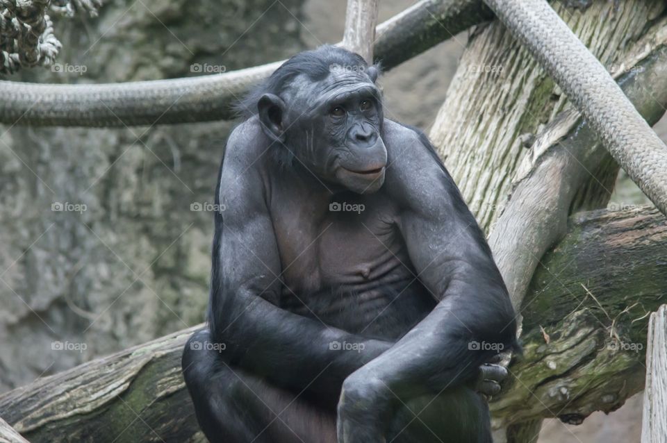 Warrior Bonobo Monkey sitting with a grin