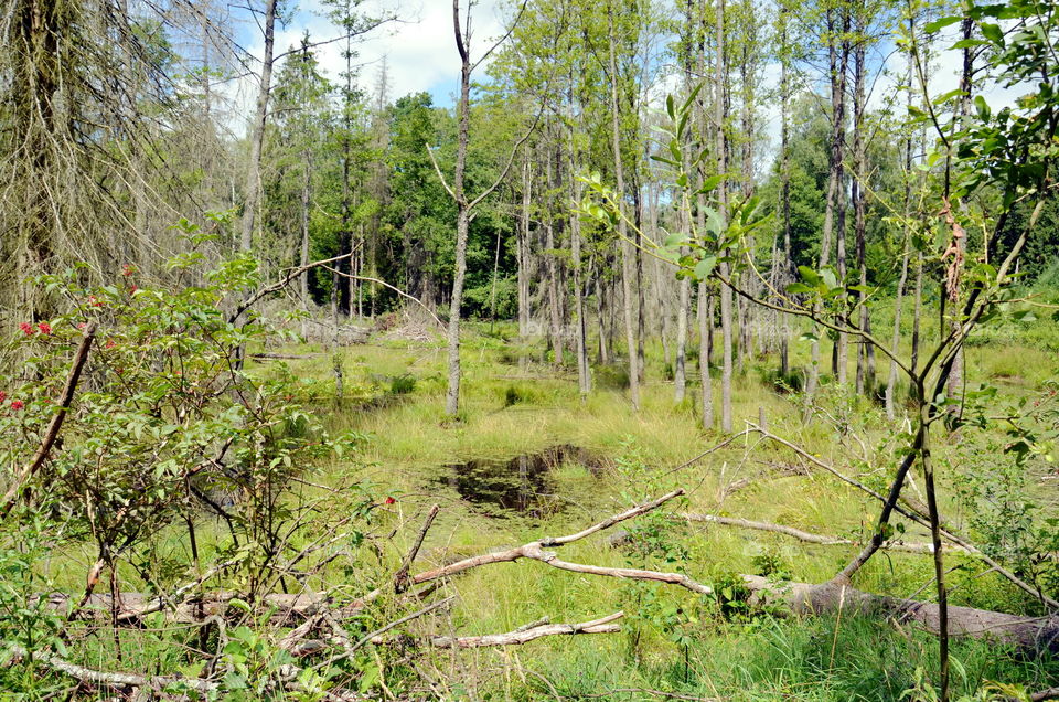 Forest in the Mazurian region in Poland