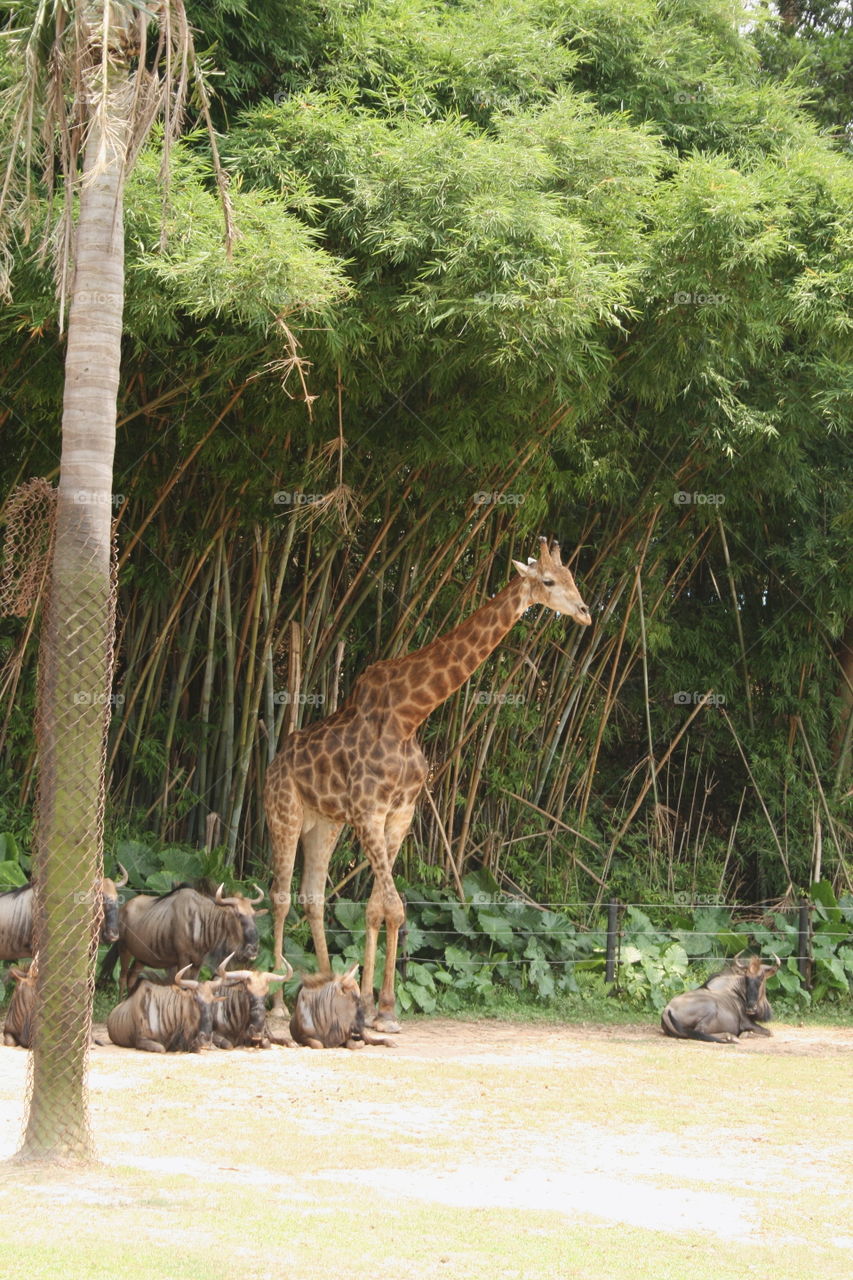 Giraffe and Buffaloes 