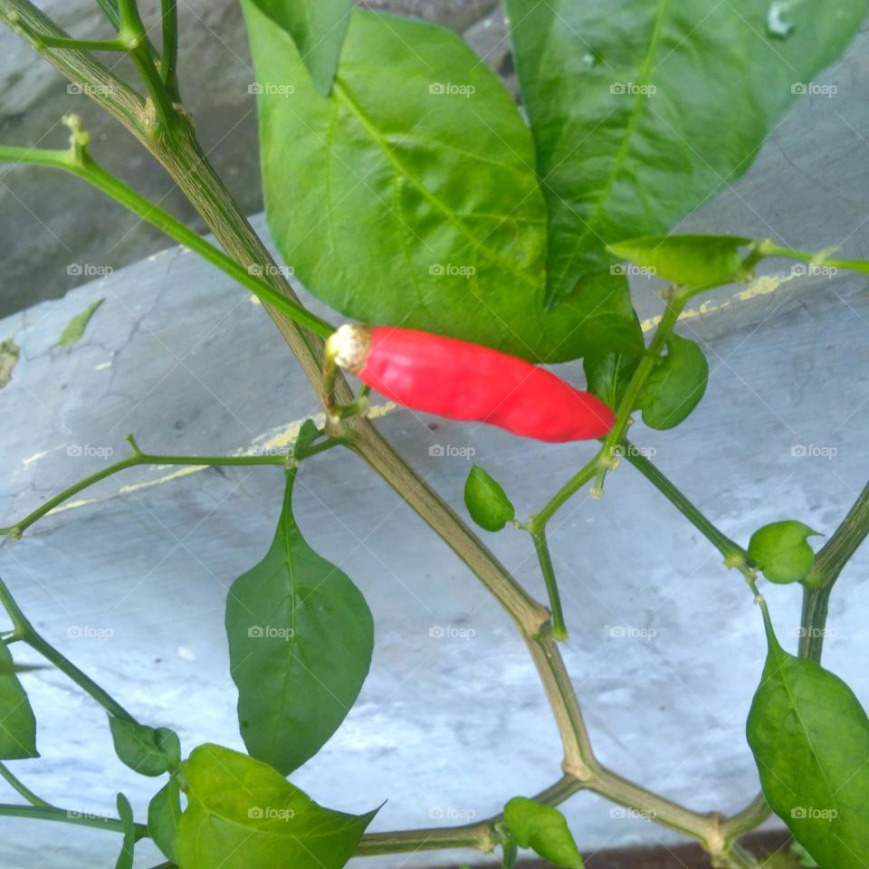 Fresh chili on tree