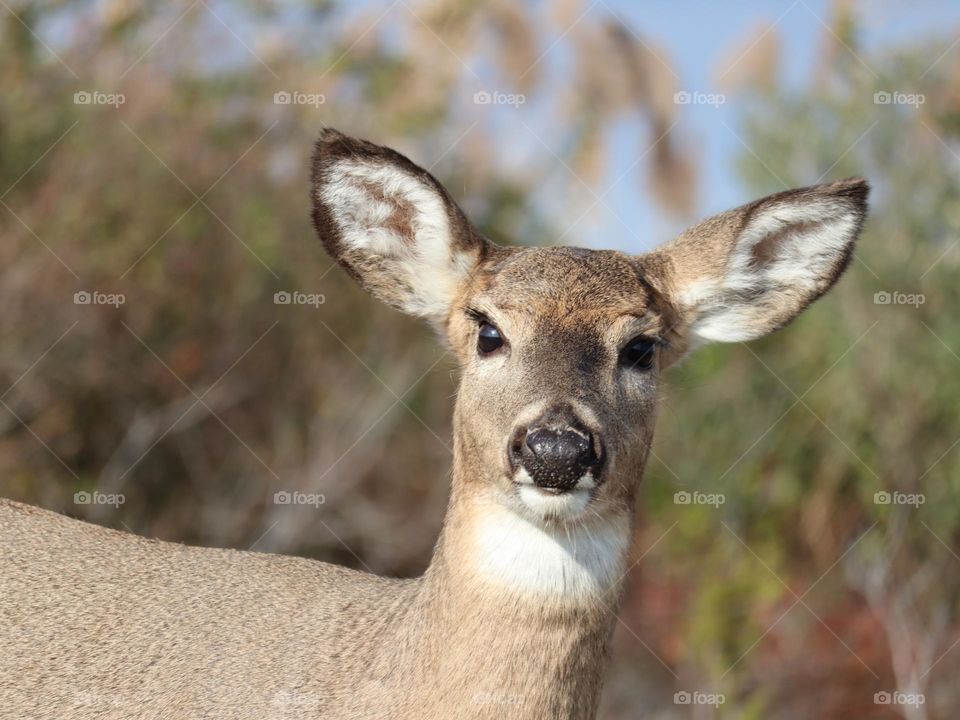 Closeup of deer with beautiful eyes