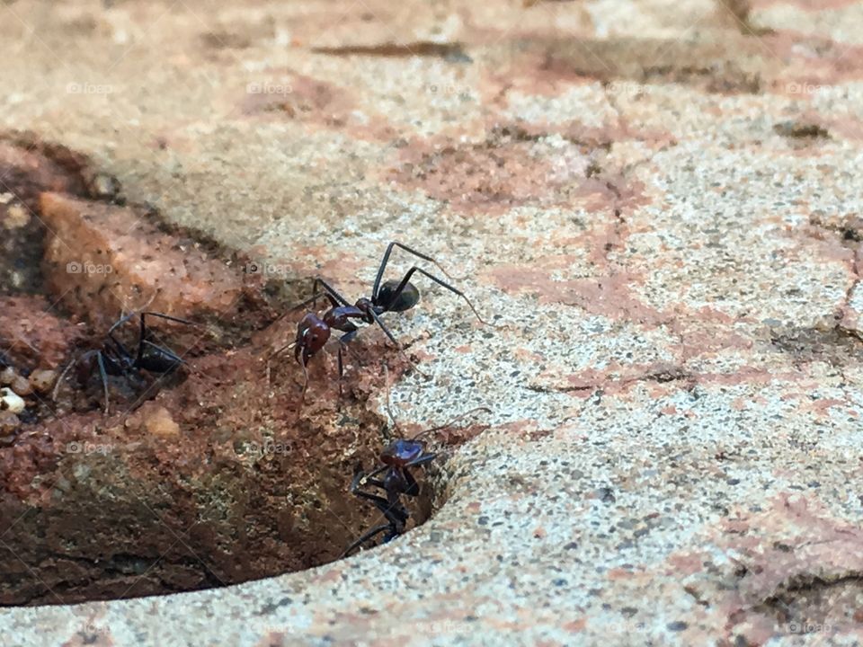 Worker ant on the edge