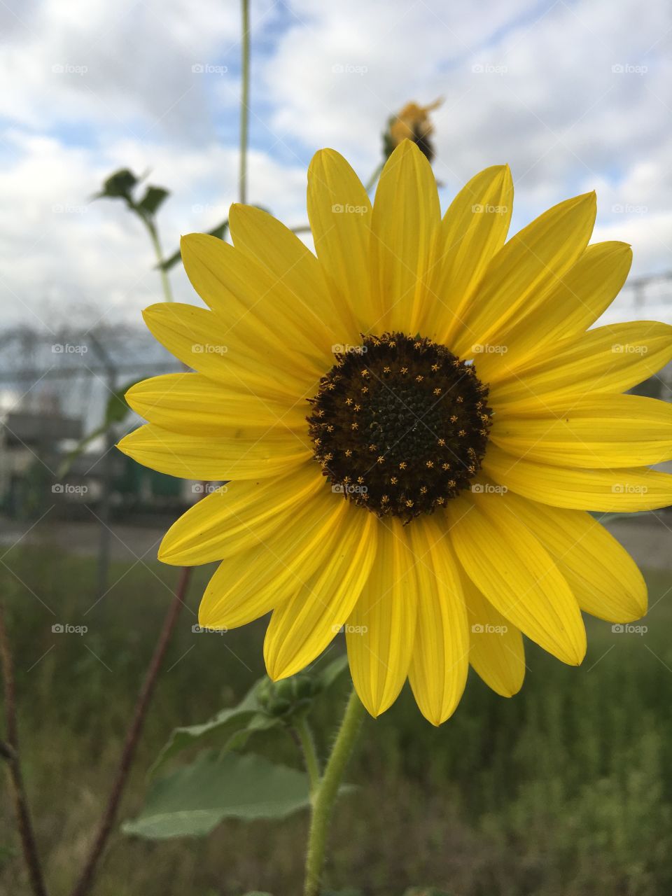 Sunflower in a field in Texas 