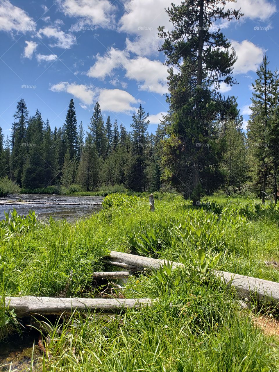 Weathered logs lay across the lush green banks of the Deschutes River in the forests of Central Oregon with crisp blue skies and fluffy white clouds above on a sunny summer day.