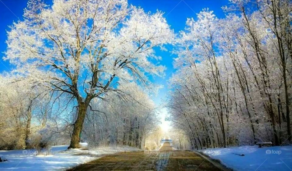Dirt Road Winter Beauty