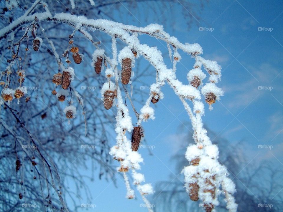 Winter branch