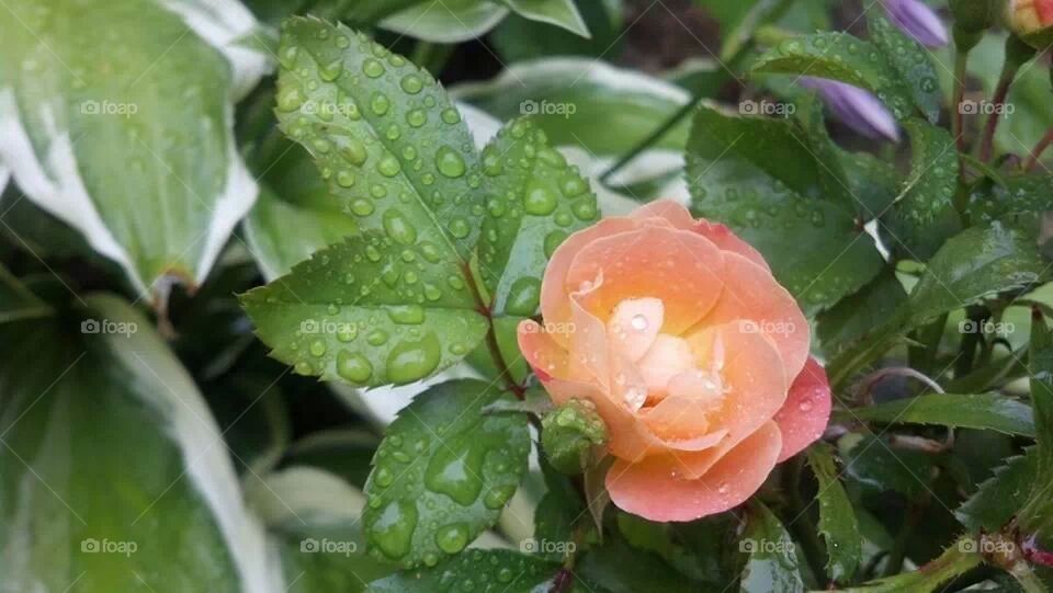 water rose