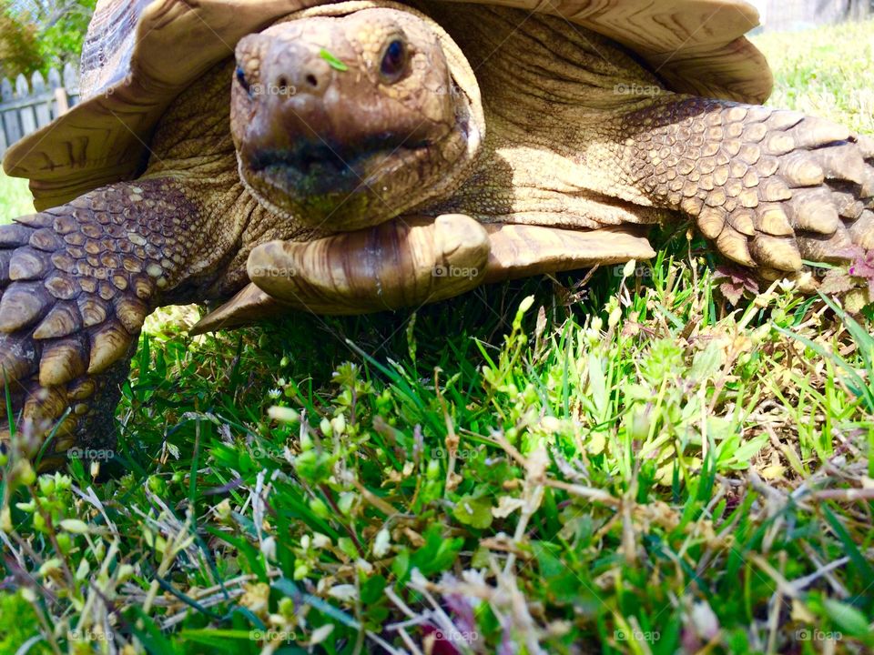 Gilligan the Tortoise Selfie 