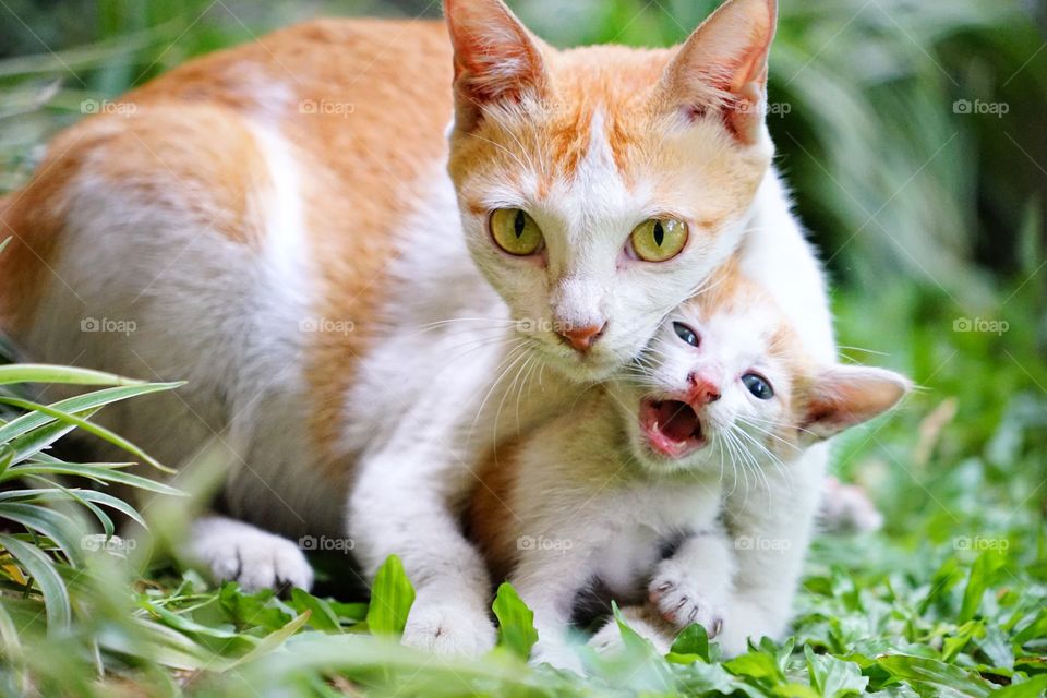 mom cat hugging her kid