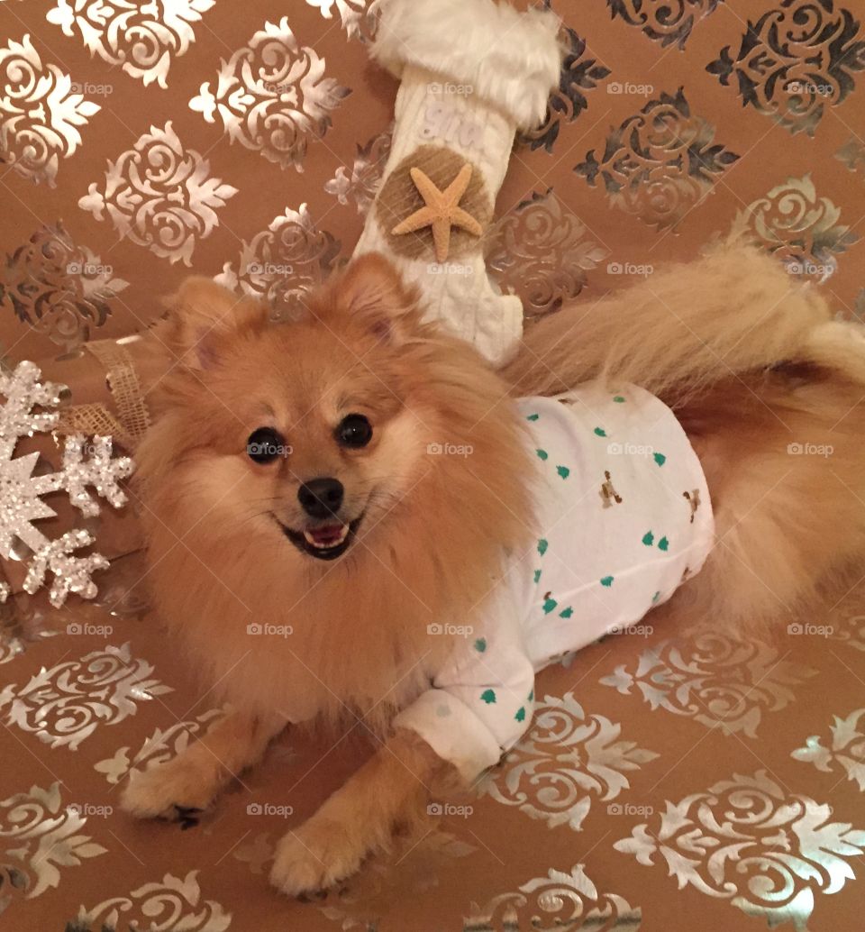Baby Gia's Christmas . Pomeranian presents