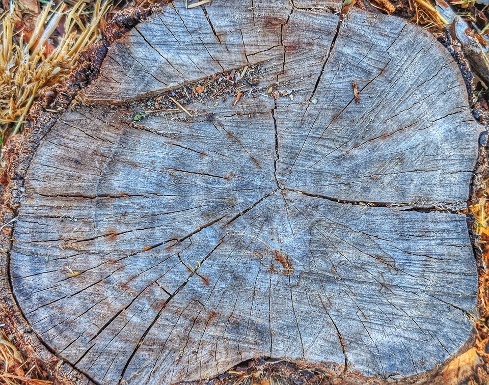 Tree Rings - Tree Stump