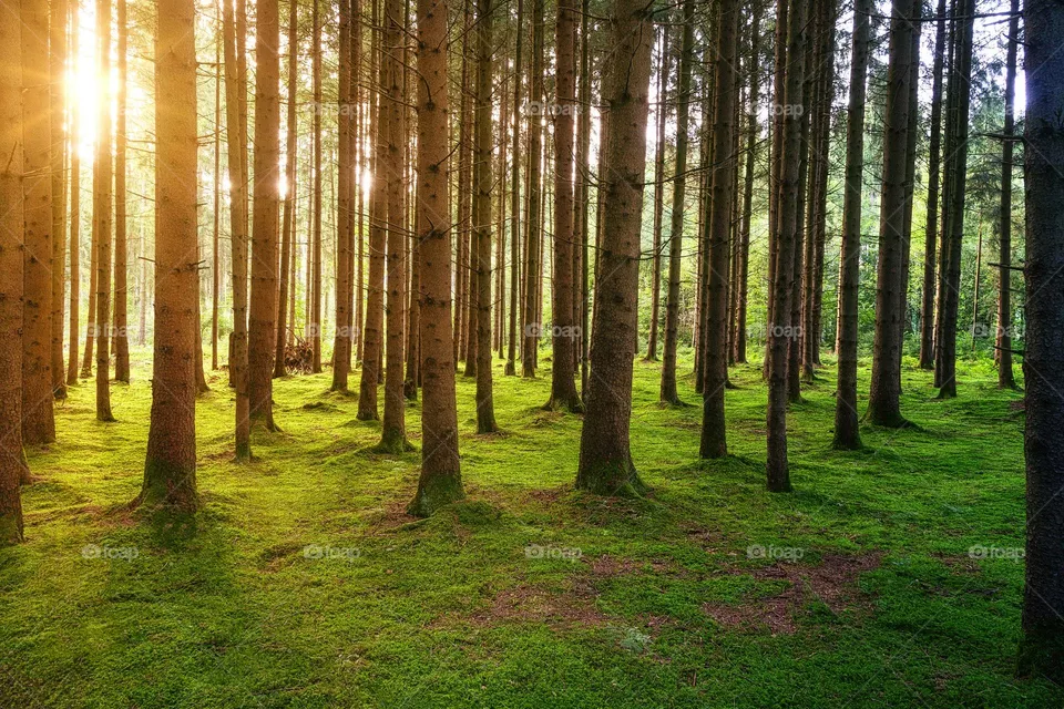 relax in forest with happiness outdoor