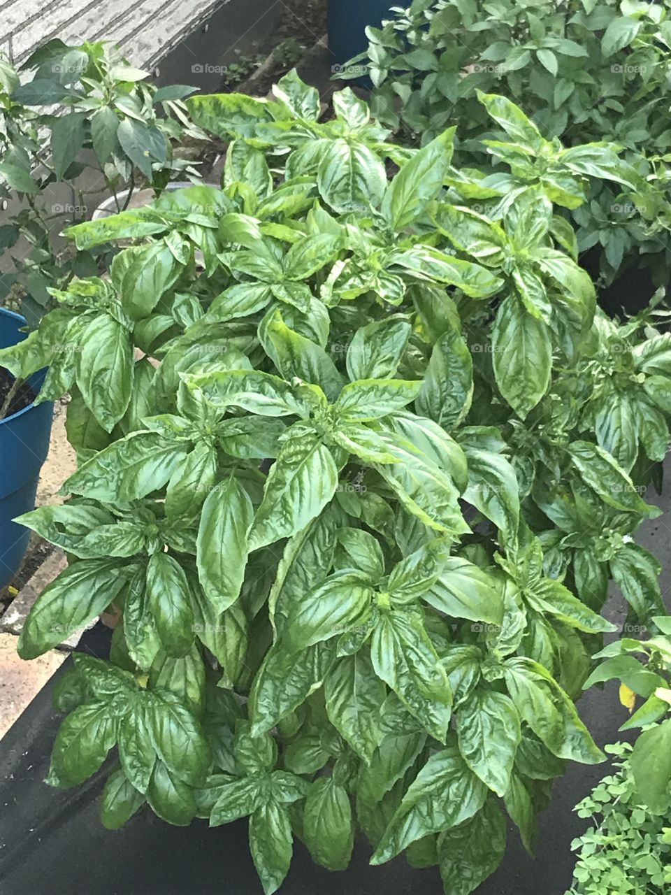 Basil is flourishing! Just walking by it the smell lingers on your skin.