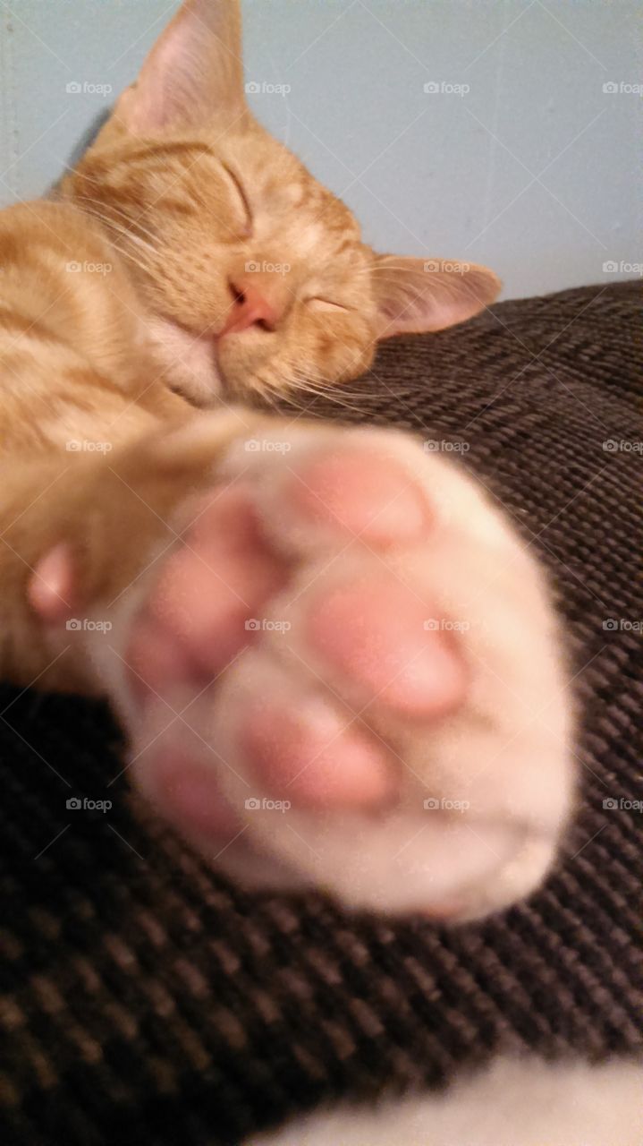 Charlie's cute pink paw