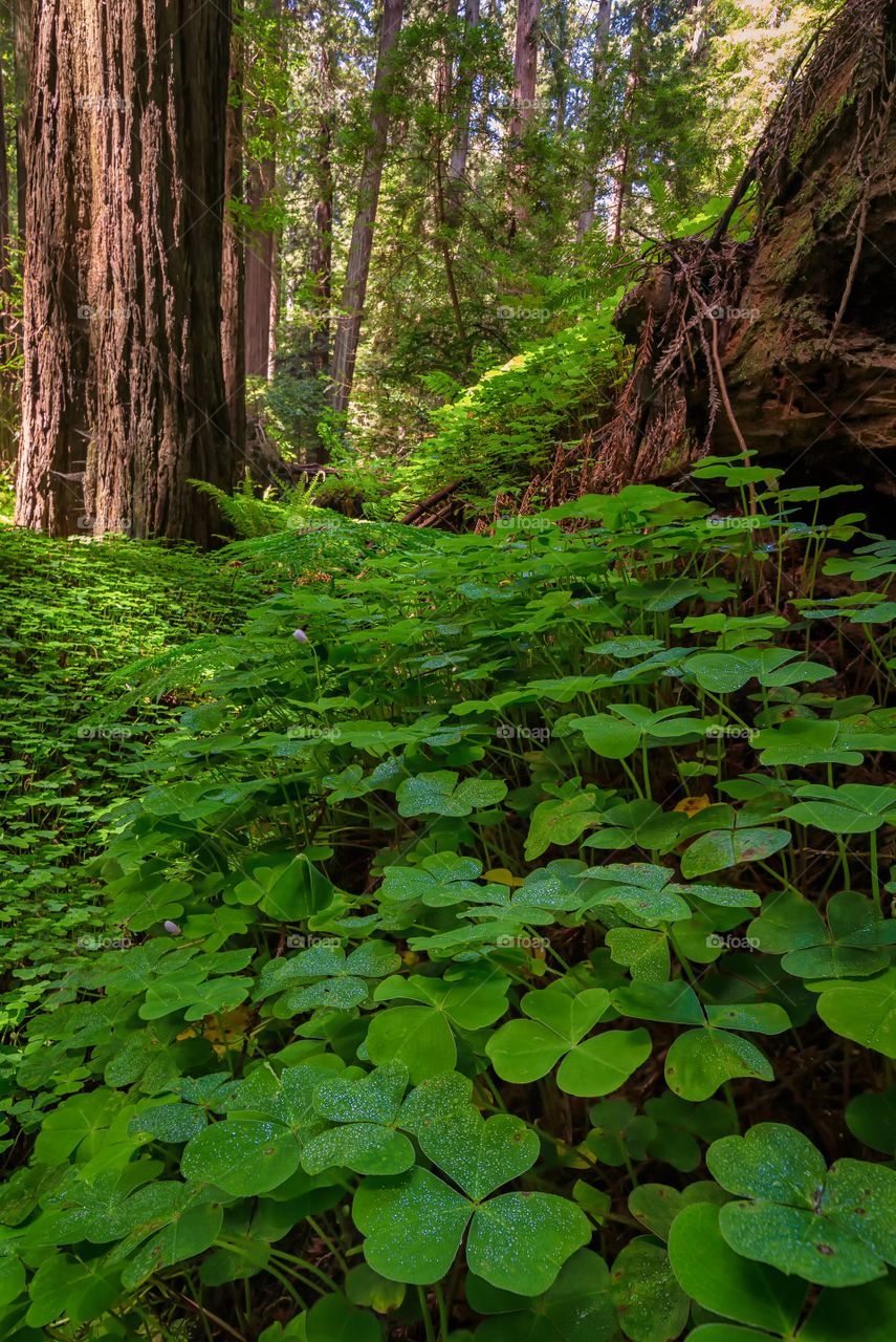 Redwood Sorrel