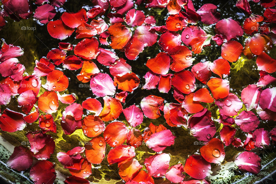 Red petal rose on the water