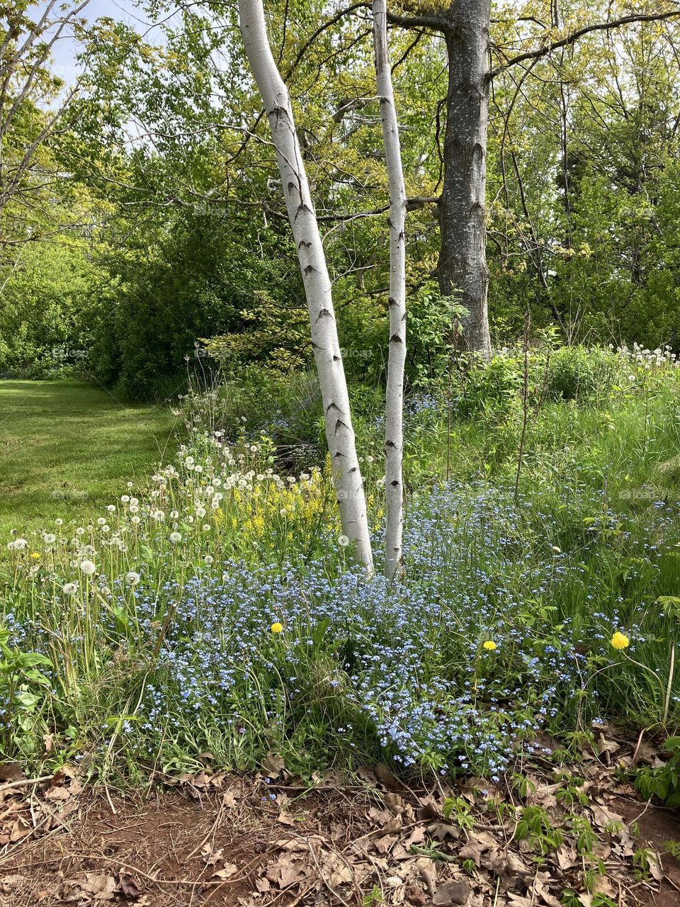 Into the forest, plants in the woods, the wooded area of Canada, beautiful plants in Canada 