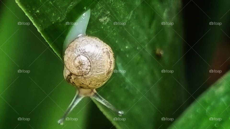 small snail after the rain.