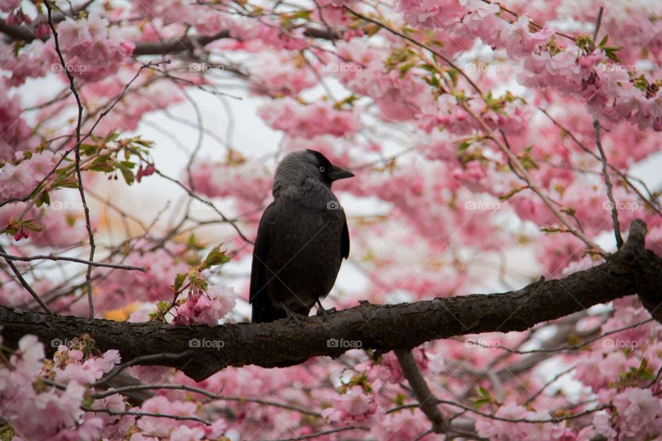 Jackdaw in the cherry tree