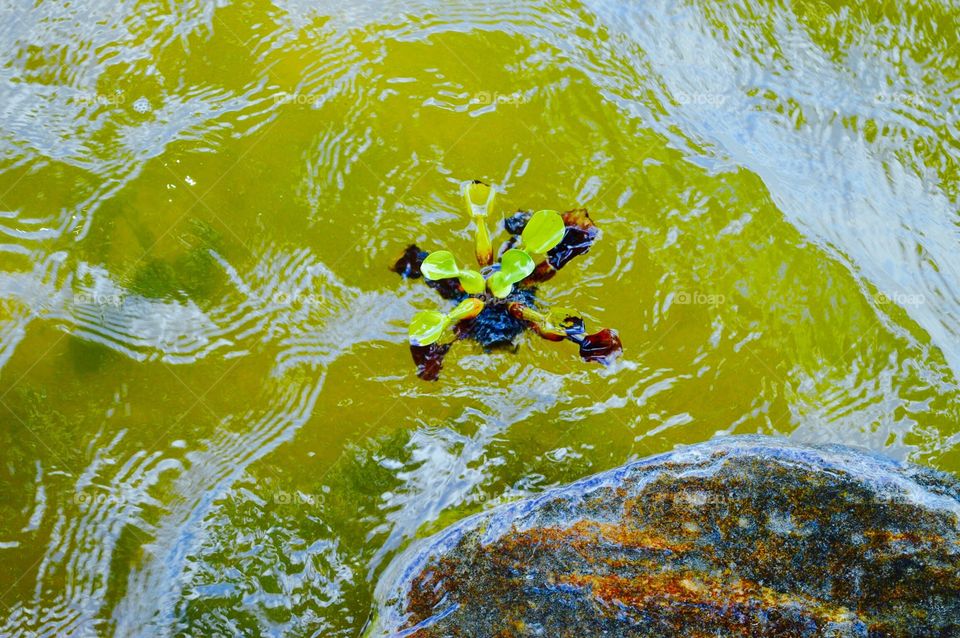 Water trees 