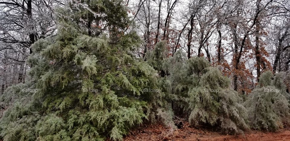 ice in the forest trees