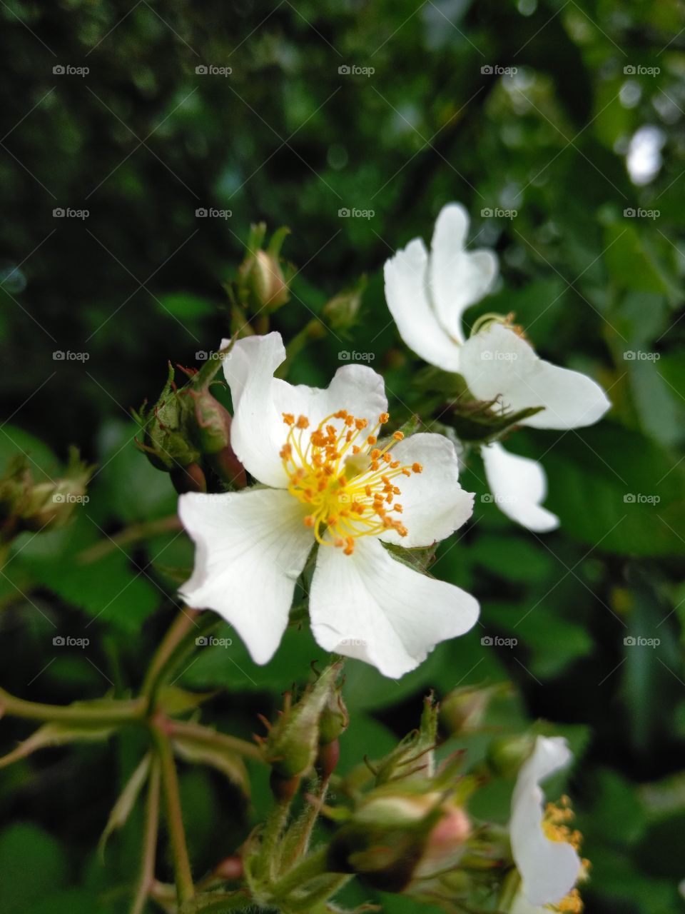 The delicate views of the wild southern rose. Fragrance was exceptional but only lasts for a small time in the spring in the southern United States.
