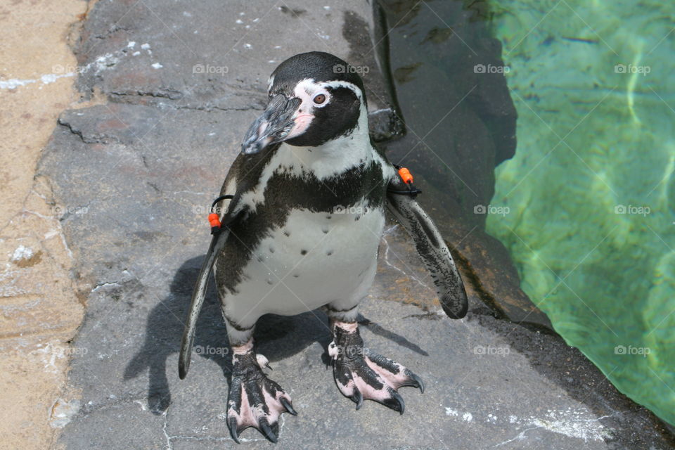 Penguin in zoo