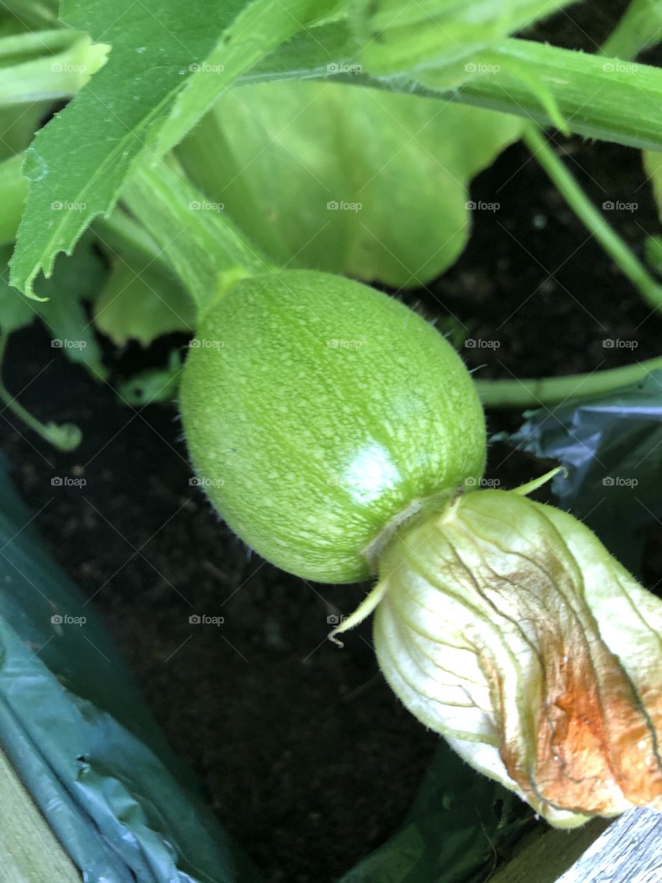 Pumpkin plant