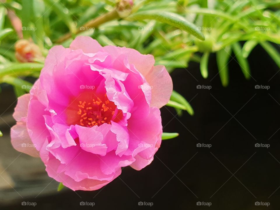 the portulaca grandiflora