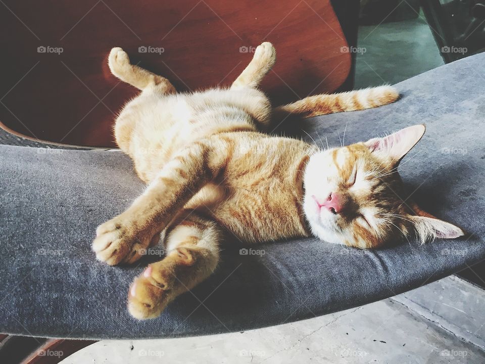 A cat sledps on the chzir