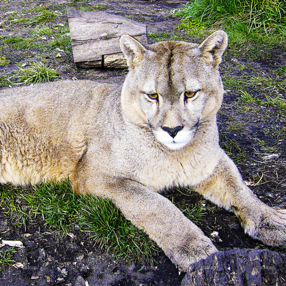 The cougar, mountain lion, lion or panther (Puma concolor)  is a carnivorous mammal of the family Felidae native to America