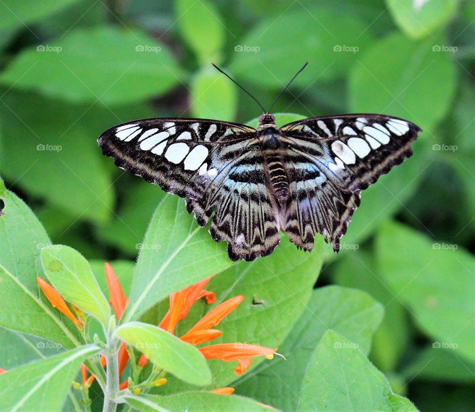 Butterfly Stripes