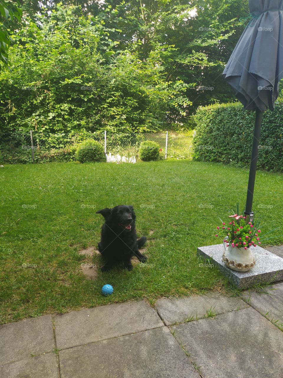 dog in the garden