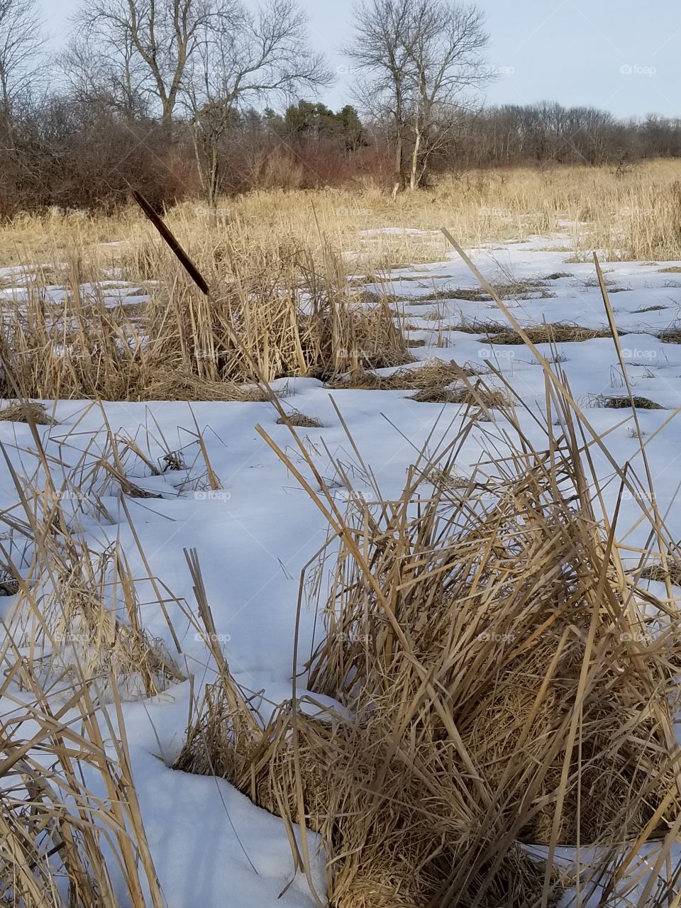 Winter cattails