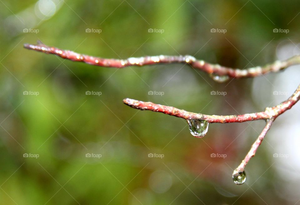 branches with water drops