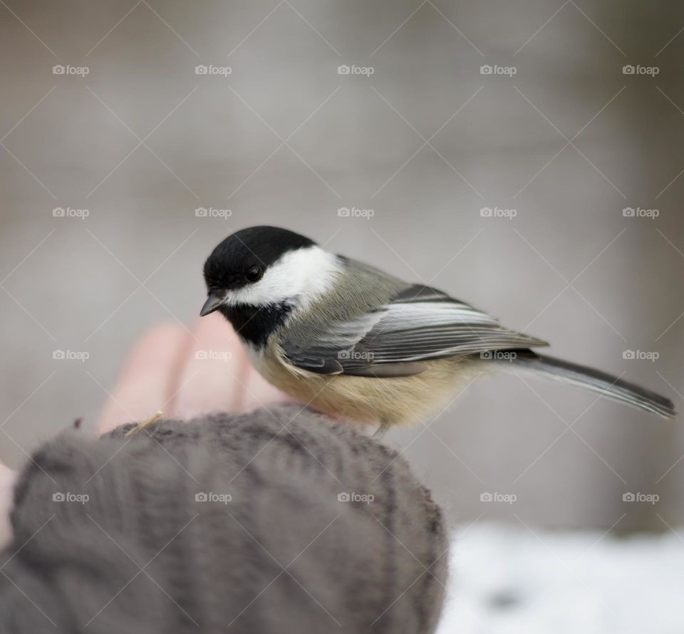 Spirit of Kindness; Woman builds trust with acts of kindness with a small black-capped Chickadee 