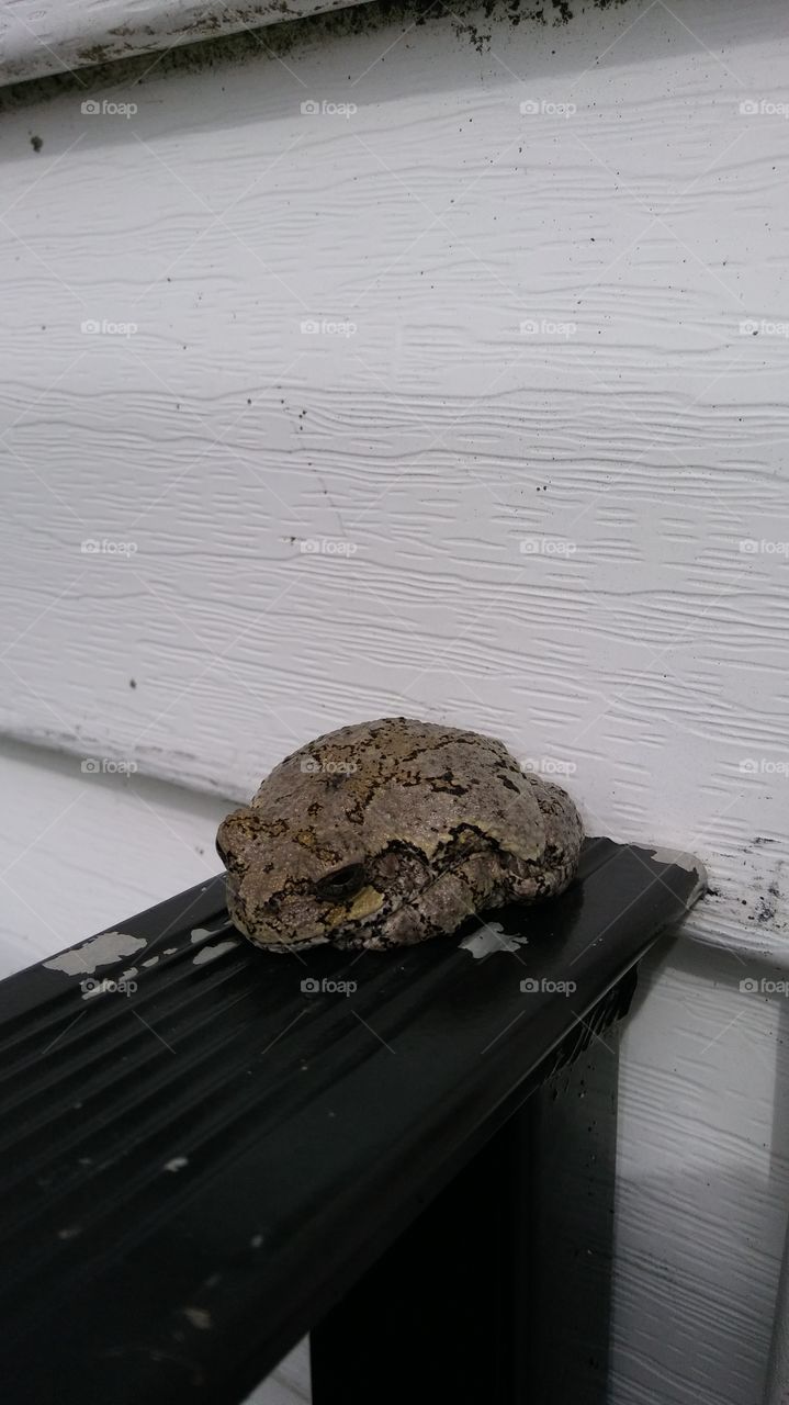 toad on railing