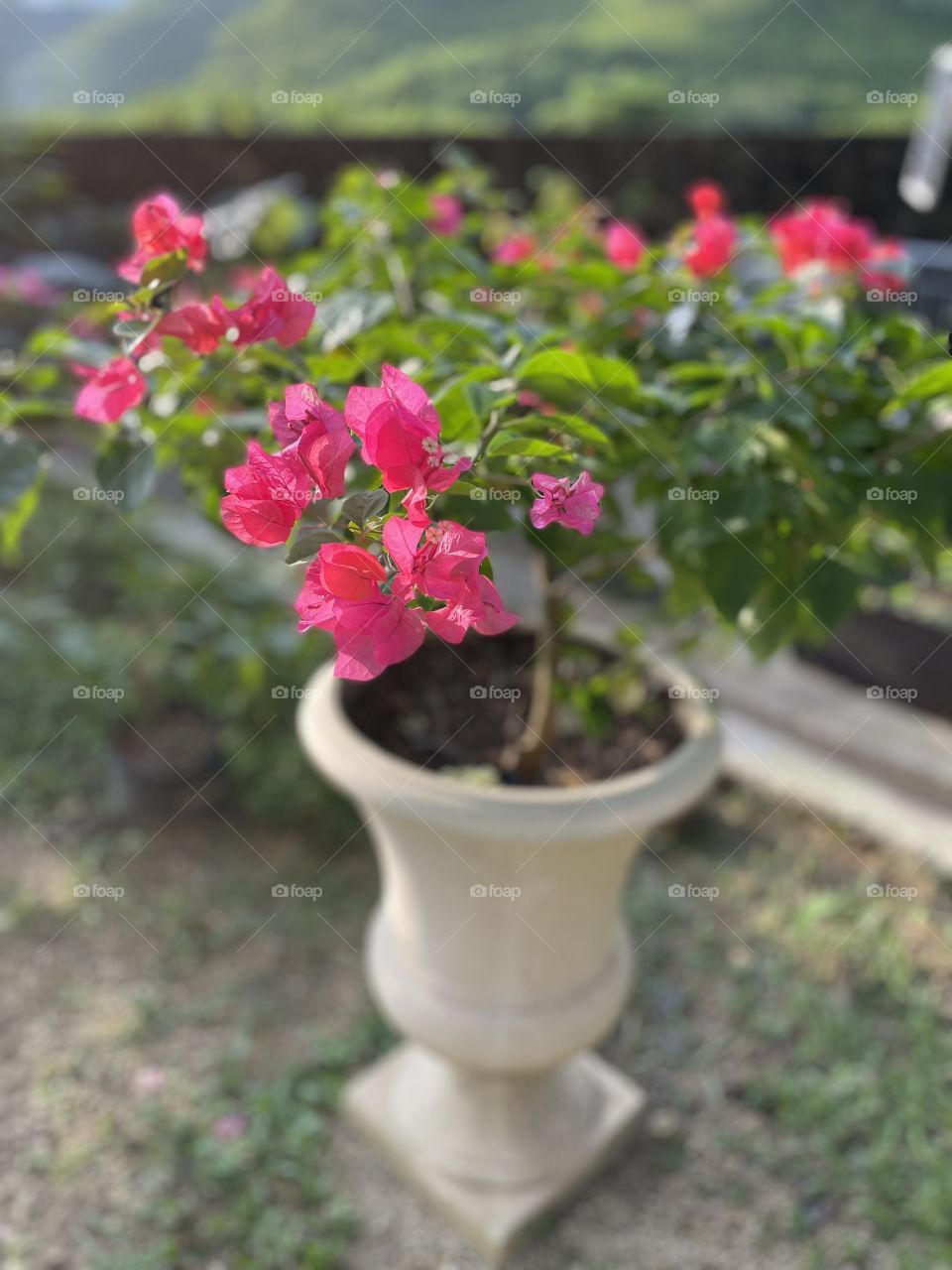 beautiful red bougainvillea flowers in a pot