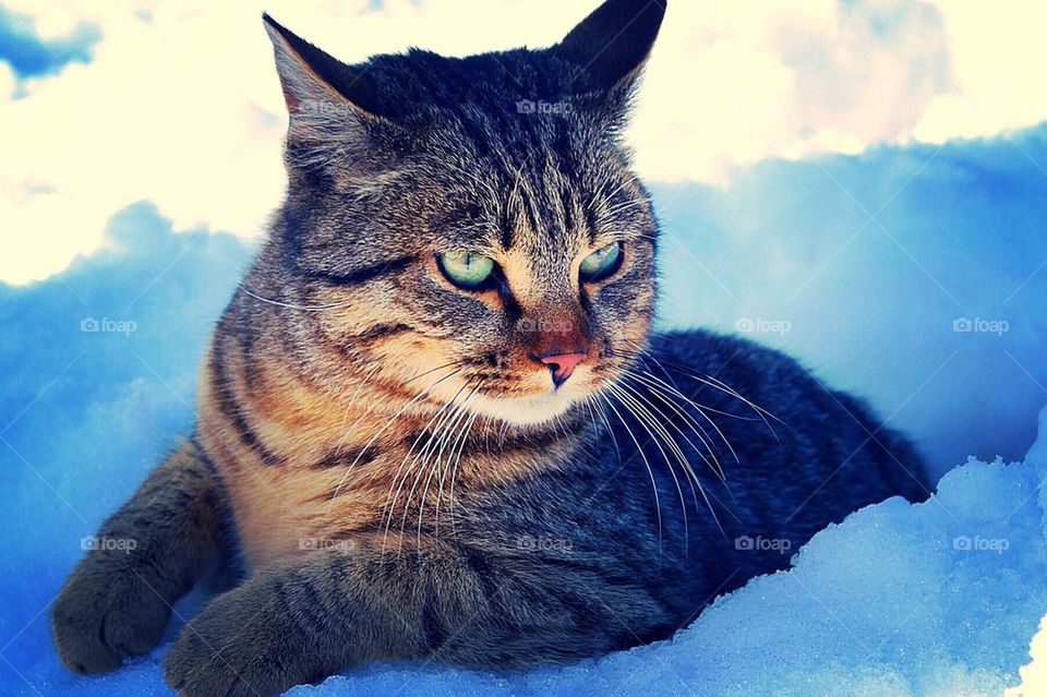 Cat on the snow