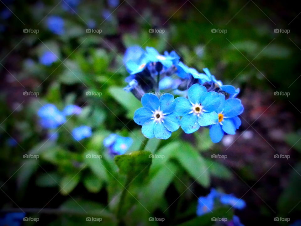 flower. spring blue flowers